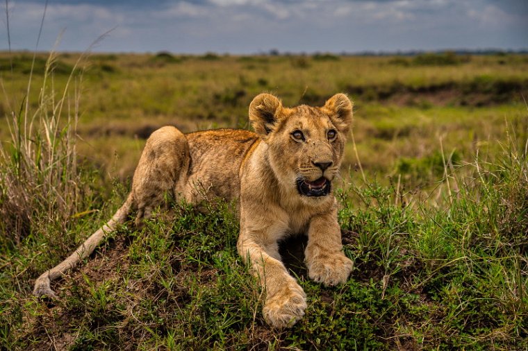 053 Masai Mara, leeuw.jpg